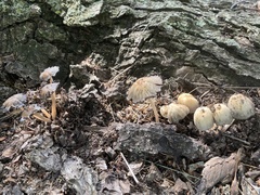 Coprinopsis variegata