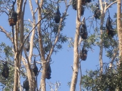 Pteropus poliocephalus