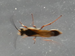 Sceliphron curvatum