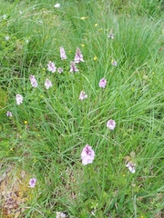 Dactylorhiza maculata