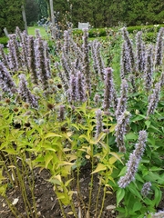 Agastache foeniculum