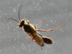 Sceliphron curvatum