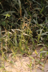 Poaceae