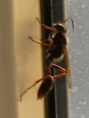 Sceliphron curvatum