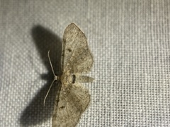 Eupithecia miserulata