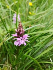 Dactylorhiza maculata