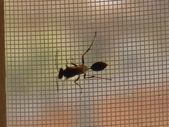 Sceliphron curvatum