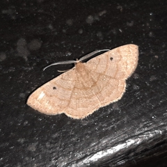 Image of Parilexia nicetaria