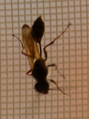 Sceliphron curvatum
