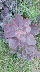 Cotinus coggygria
