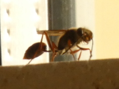 Sceliphron curvatum