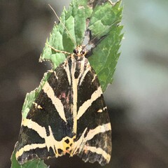 Euplagia quadripunctaria