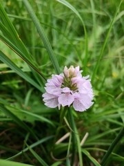 Dactylorhiza maculata