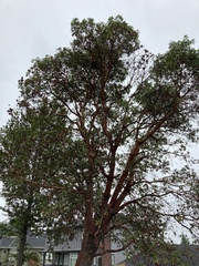 Arbutus menziesii