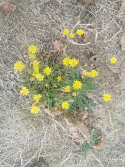 Crepis capillaris