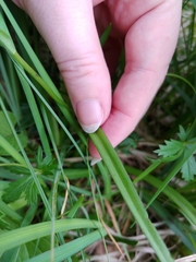 Dactylorhiza maculata