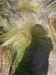 Nassella tenuissima