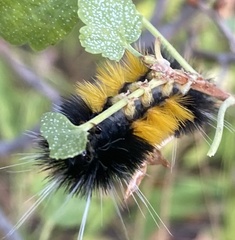 Lophocampa maculata