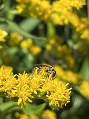 Halictus confusus
