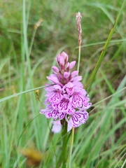 Dactylorhiza maculata