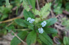 Trigonotis formosana