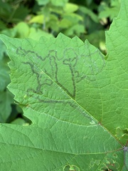 Phyllocnistis vitegenella