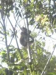 Phascolarctos cinereus