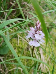 Dactylorhiza maculata
