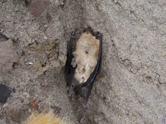 Myotis ciliolabrum