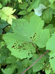 Phyllocnistis vitegenella