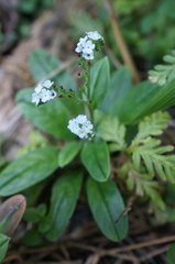 Trigonotis formosana