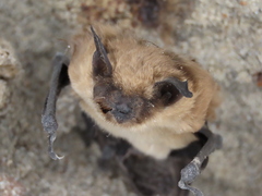 Myotis ciliolabrum