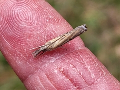 Fissicrambus mutabilis