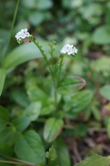 Trigonotis formosana