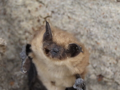 Myotis ciliolabrum