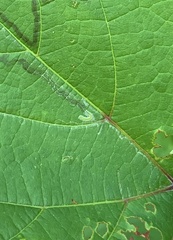 Phyllocnistis vitegenella