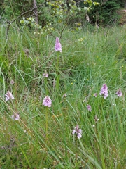Dactylorhiza maculata