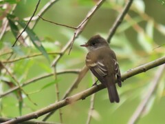 Empidonax