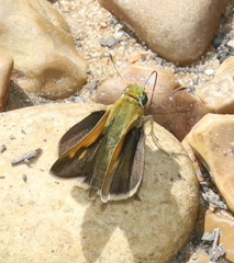 Polites themistocles