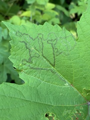 Phyllocnistis vitegenella