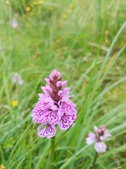 Dactylorhiza maculata