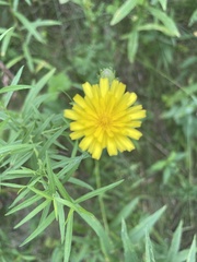 Scorzoneroides autumnalis