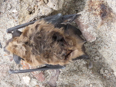 Myotis ciliolabrum