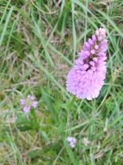 Dactylorhiza maculata