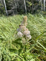 Spiraea alba