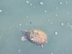Sternotherus odoratus