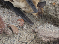 Myotis ciliolabrum