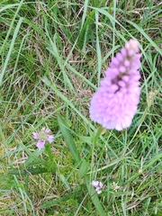 Dactylorhiza maculata