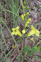 Aureolaria flava