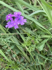 Verbena pulchella